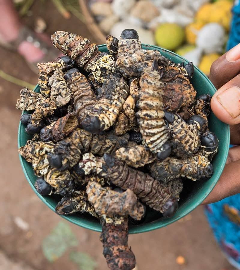 Madora, mopane worms